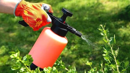 Успейте до 5 декабря — обработка смородины для урожая в 2026 году - 285x160