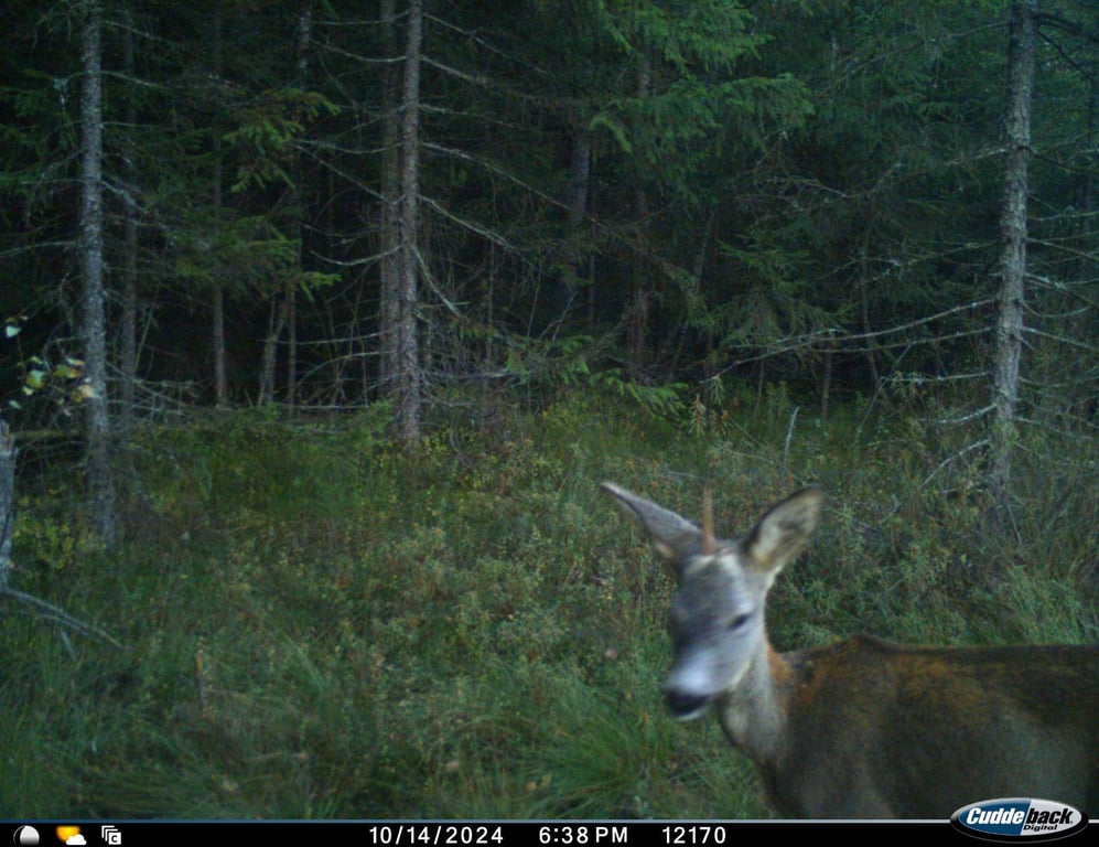 Єдиноріг на Львівщині