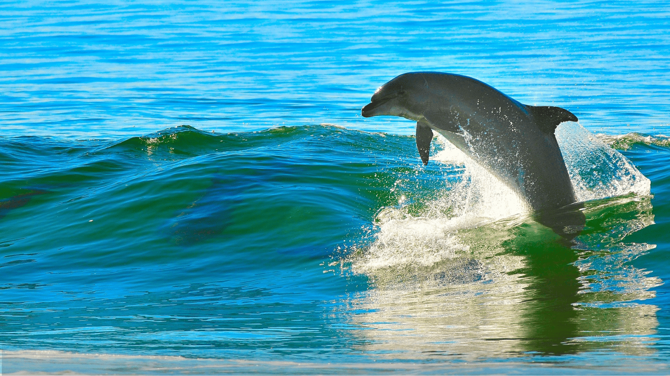 В Чорному морі продовжують гинути дельфіни: в чому причина