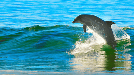 В Чорному морі продовжують гинути дельфіни: в чому причина - 285x160