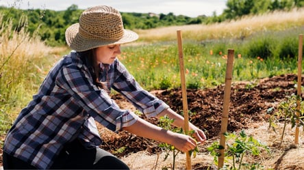 Какие полезные огородные и садовые работы провести в августе — советы дачникам - 285x160