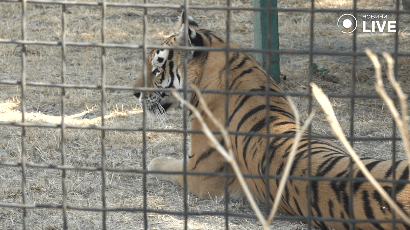Тигр у вольєрі 