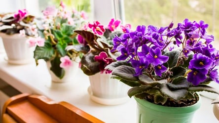 Как спасти фиалку, если сохнут листья — советы цветоводам - 285x160