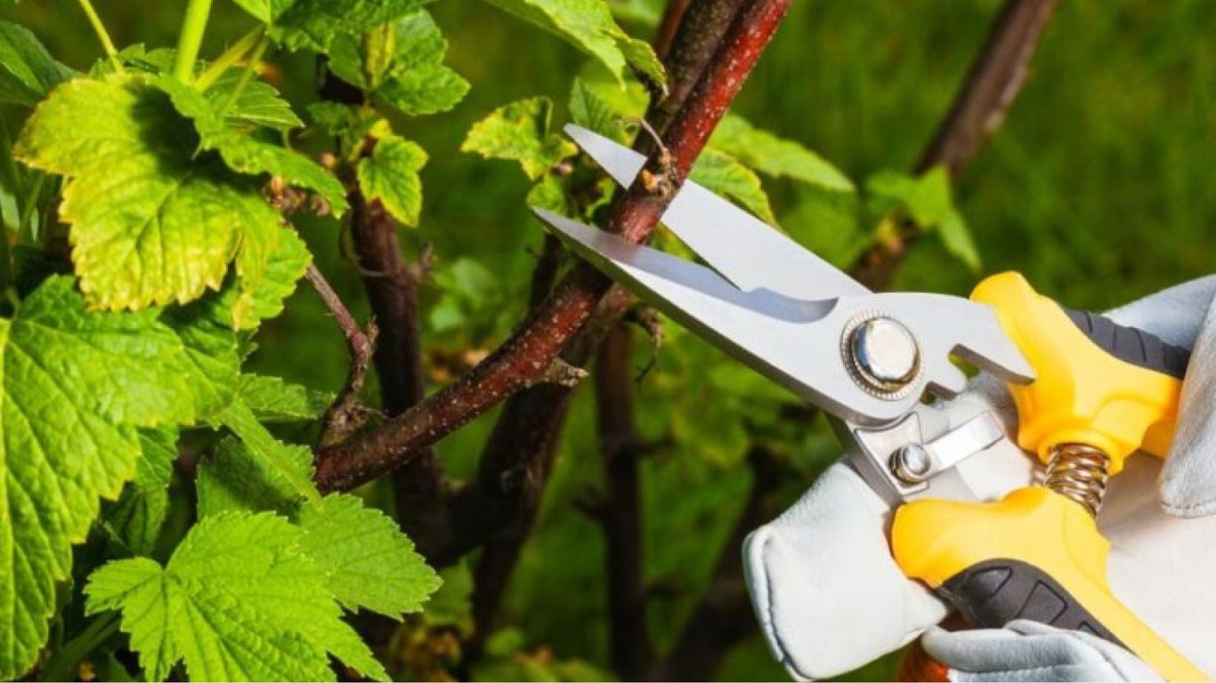 Як обрізати аґрус після збору врожаю — садівники назвали важливі правила
