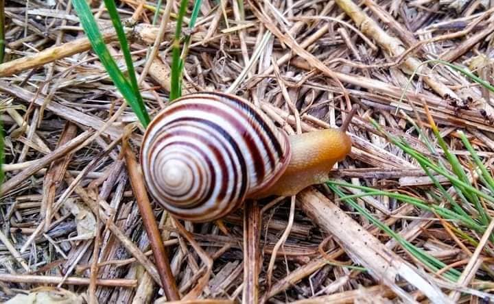 Нашествие улиток на побережье Тузловских лиманов - эколог показал уникальное явление - фото 2