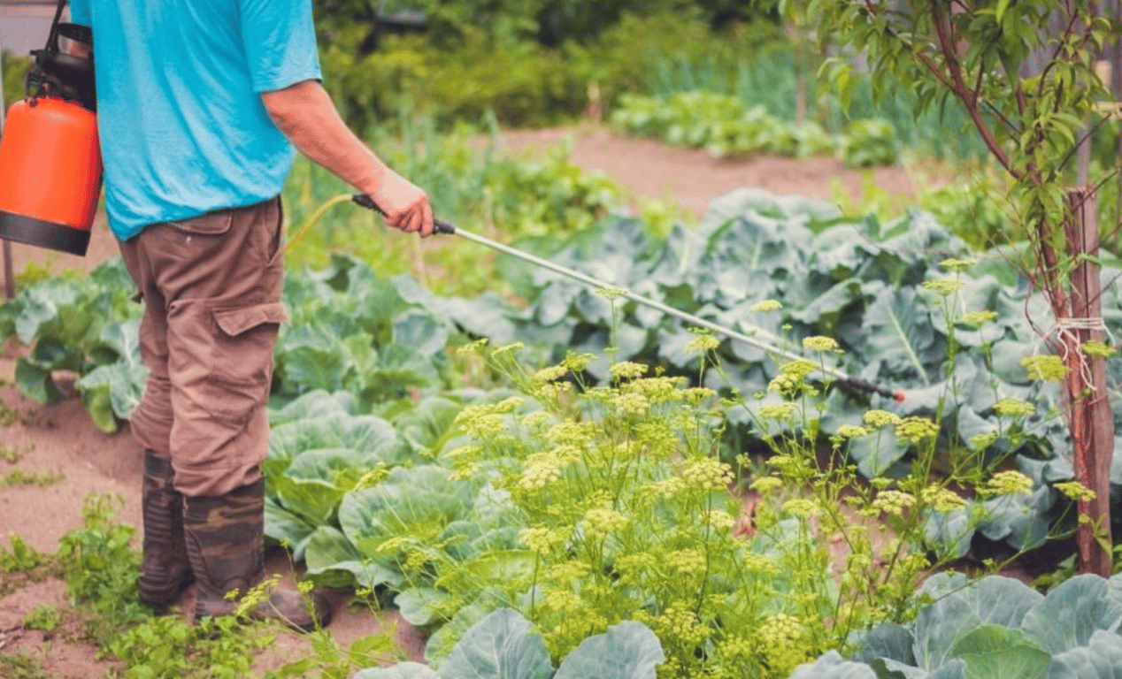Человек, обрабатывающий капусту на огороде