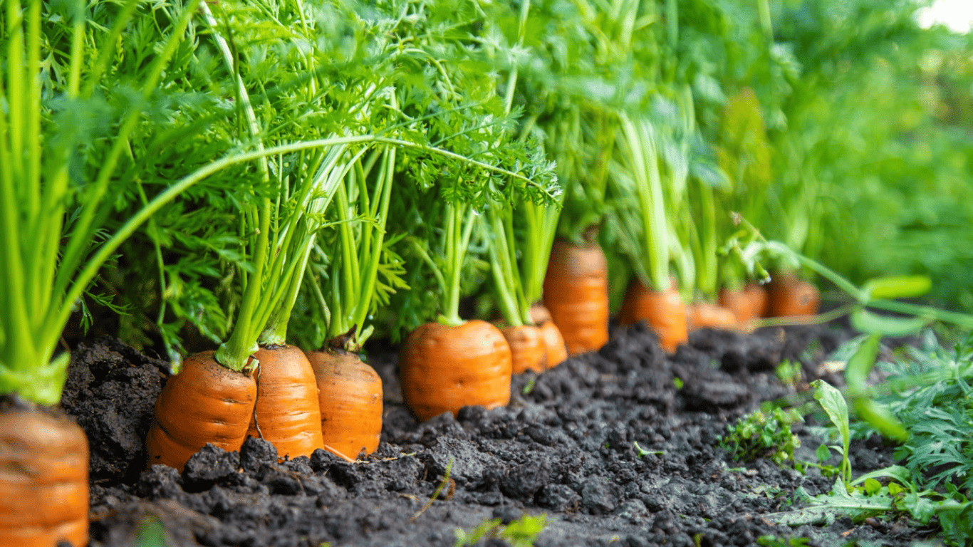 Врожай моркви на городі