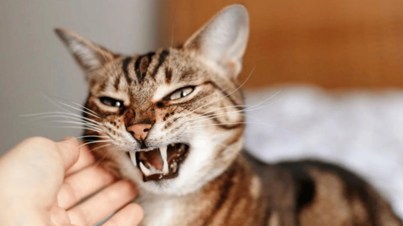 Бешеный кот укусил женщину на Харьковщине: в районе ввели карантин