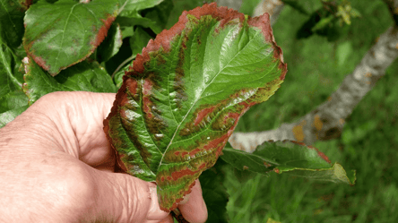 Іржа на рослинах — як позбутися без шкоди для врожаю - 285x160