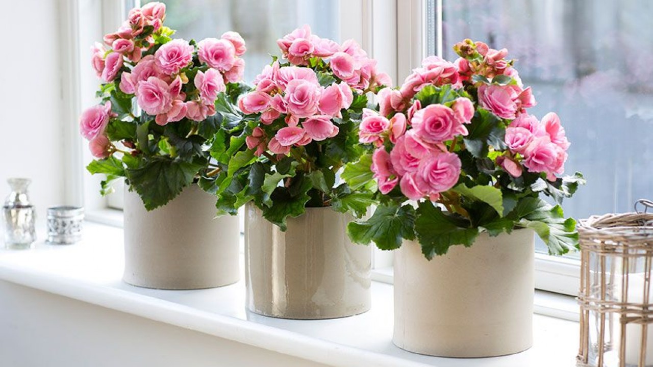 Три яркие бегонии