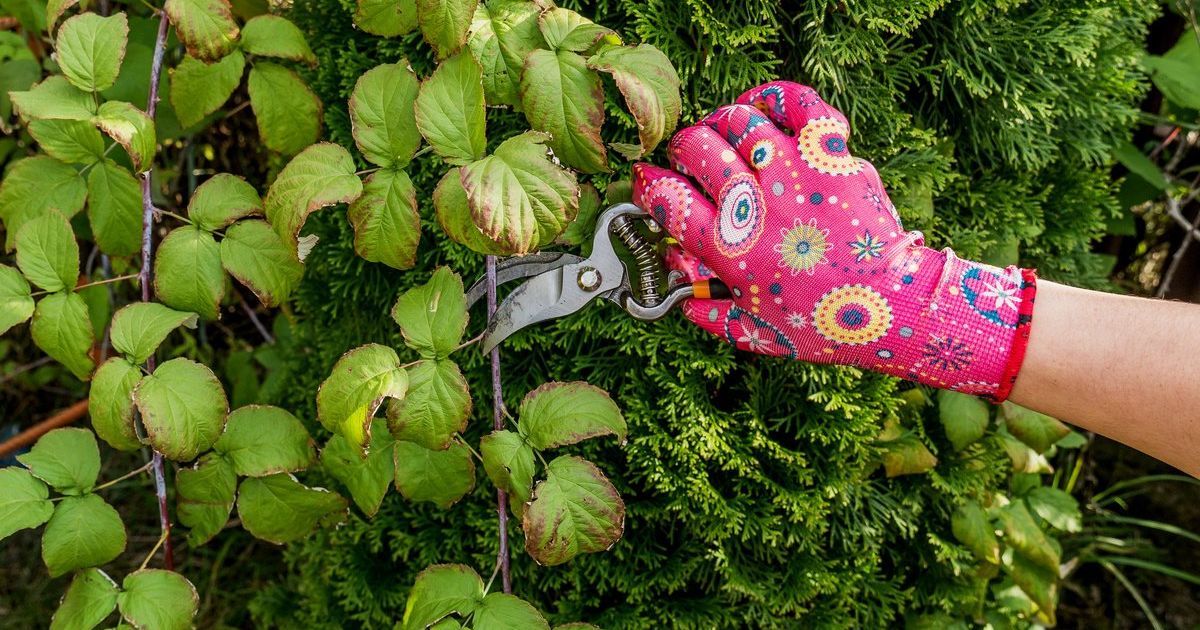 Обрезка куста малины