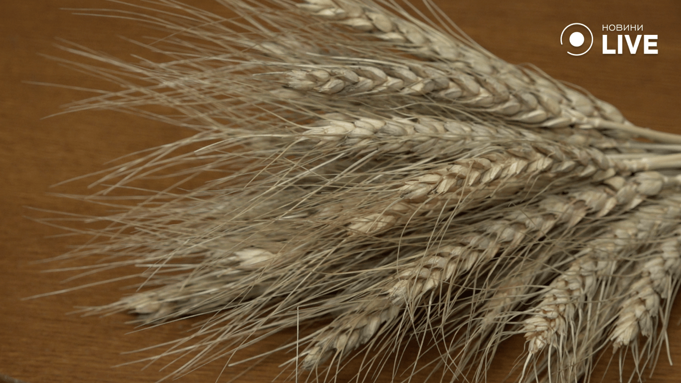 Колоски пшениці на столі 