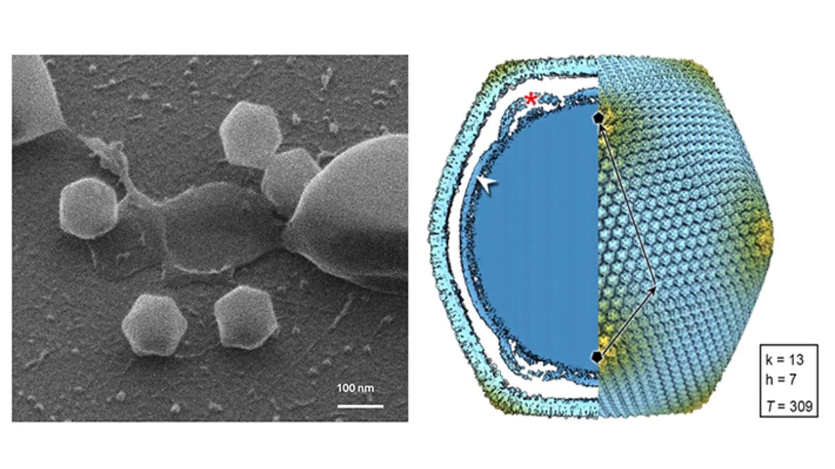 Гігантський вірус у Фінляндії