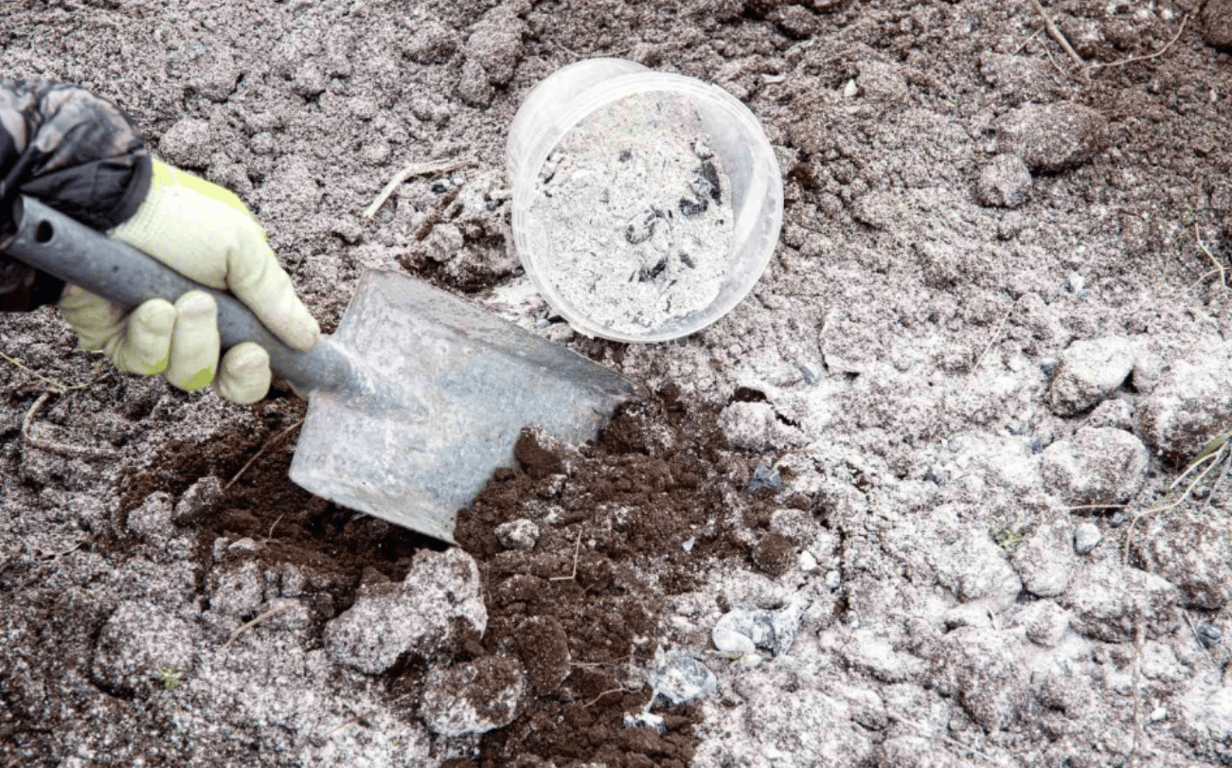 Почва, посыпанная древесной золой