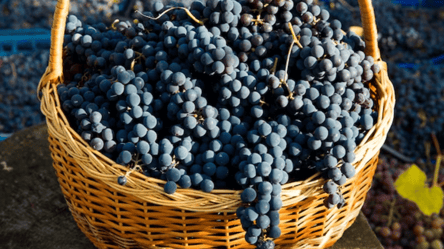 Секрети зберігання винограду — як продовжити свіжість ягід - 285x160