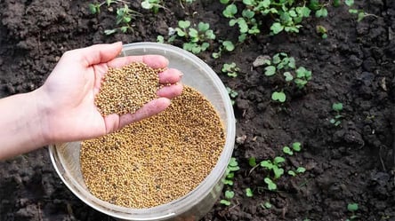 Почва в теплице будет плодородной — зимний посев сидератов - 285x160