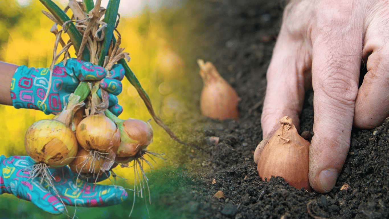 Какие сорта лука не стрелкуются и дают вкусный урожай: советы дачникам