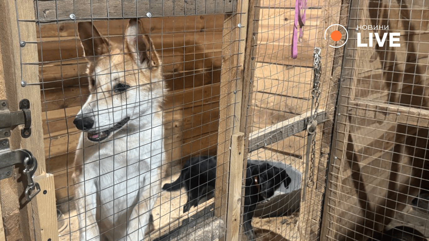 Собаки в притулку