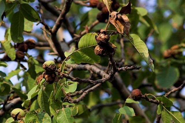 Больной грецкий орех