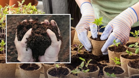 Чому не можна сіяти розсаду в землю з городу — більшість це ігнорує - 285x160