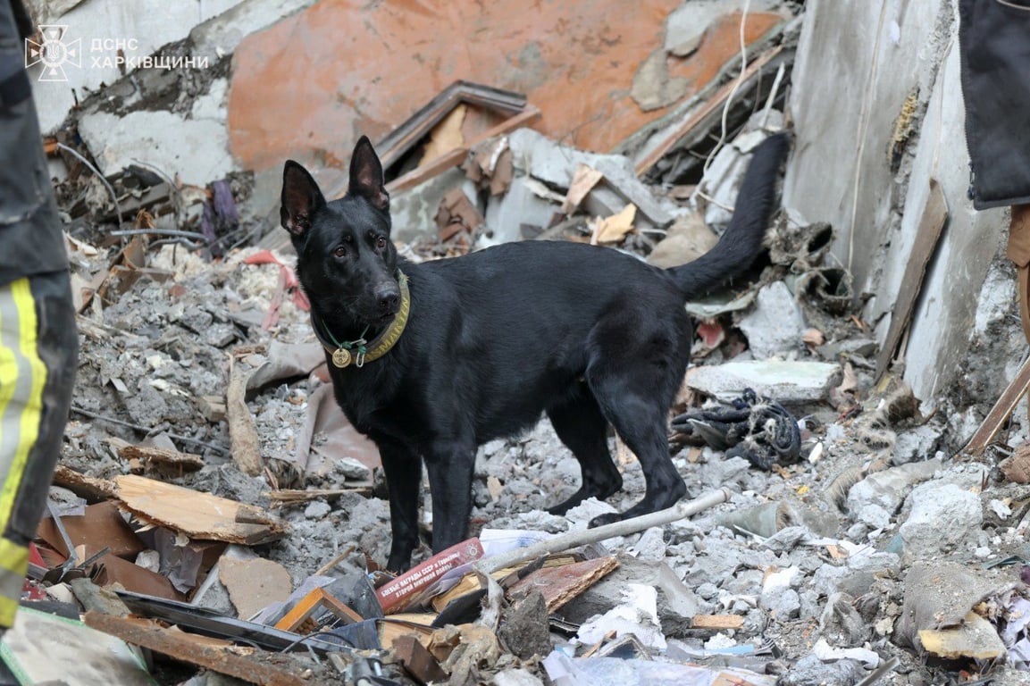 Собака ДСНС. Фото: ДСНС