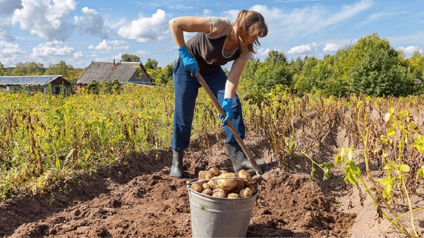 Коли копати картоплю 2023 року — поради українцям