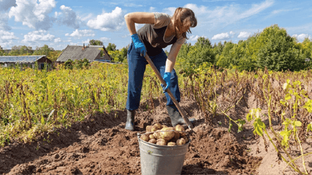 Врожай точно долежить до весни: коли українцям копати картоплю 2023 року - 285x160