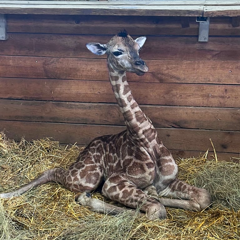 В Одеському "Біопарку" народилася перша в Україні жирафа-дівчинка - фото 3