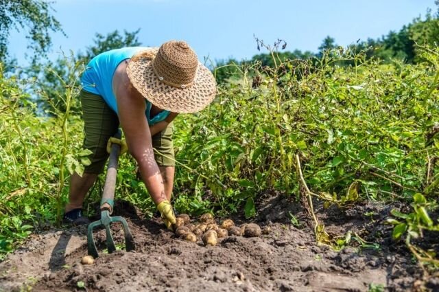 Пожилая дачница, копающая картошку