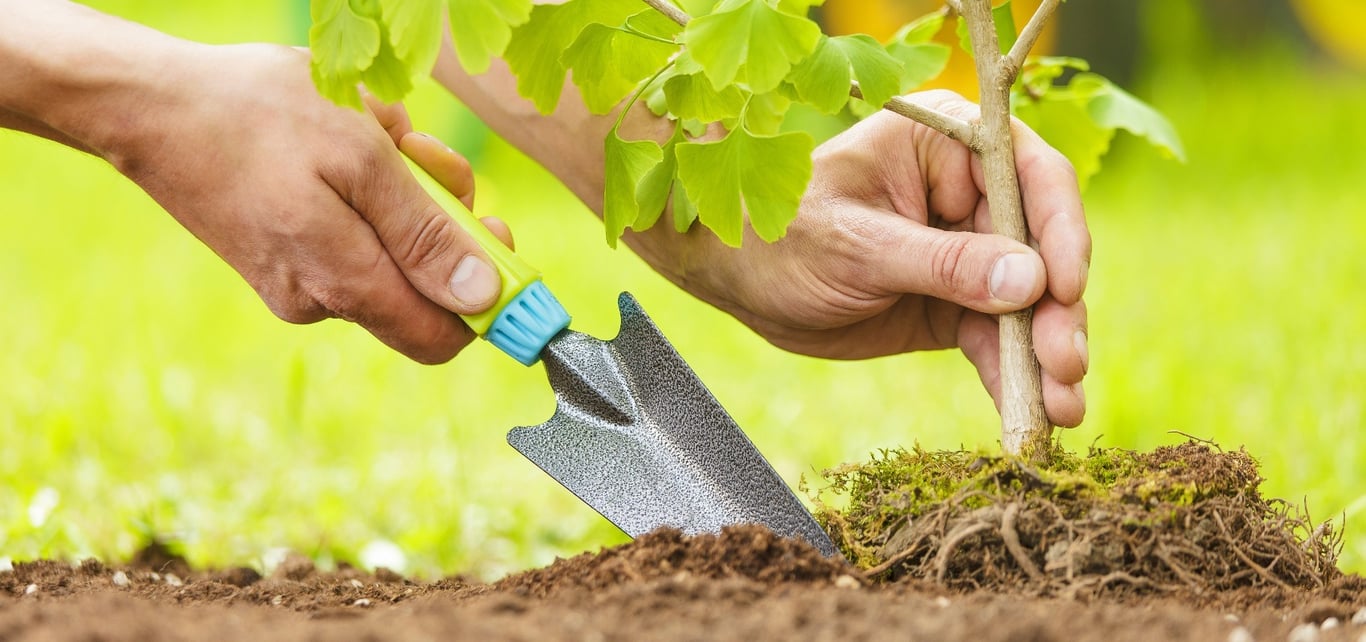 Посадка дерева