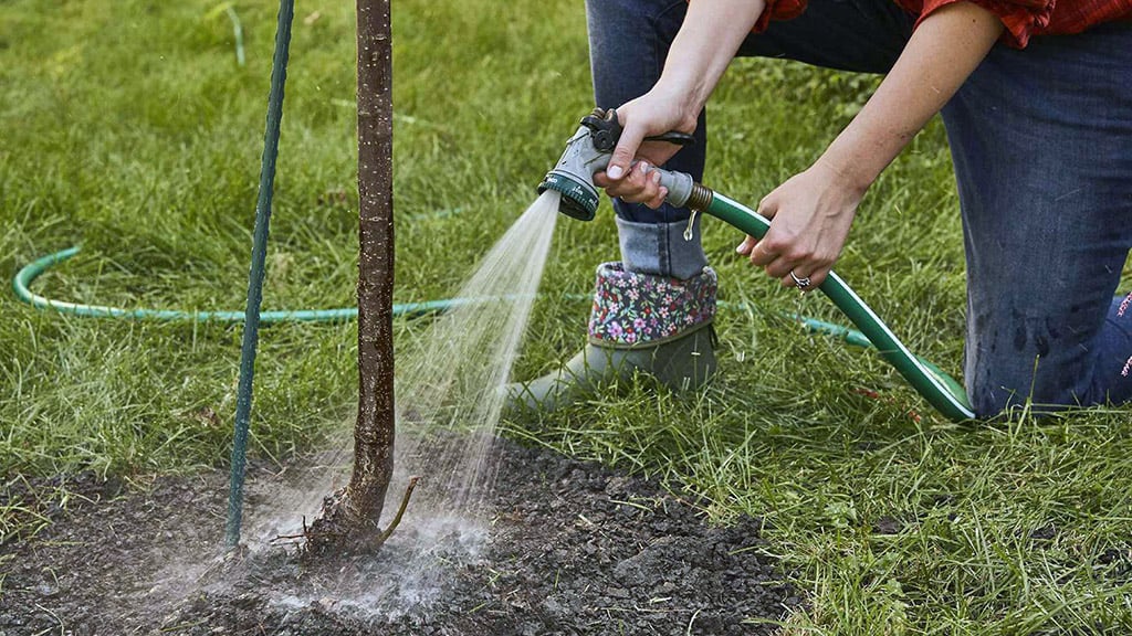 Садовница, которая поливает дерево