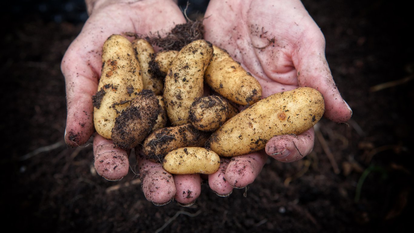 Людина тримає викопану картоплю. 