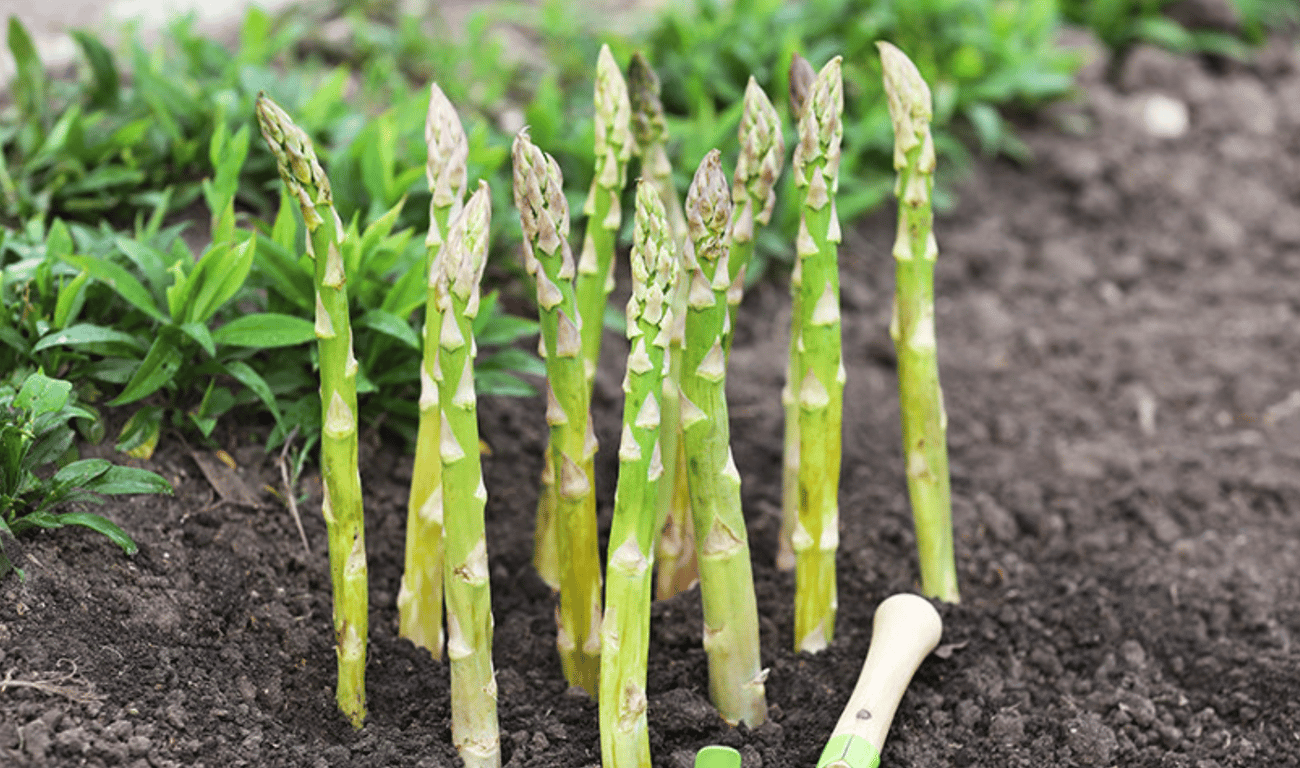 Спаржа
