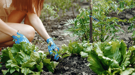 Що таке аерація ґрунту і чому без неї немає гарного врожаю - 285x160