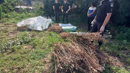 Наркоплантация на заднем дворе: в Одесской области задержали мужчину - 285x160
