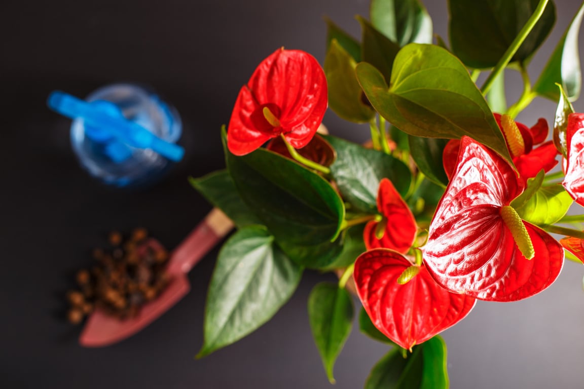 Какую почву необходимо выбрать для антуриума