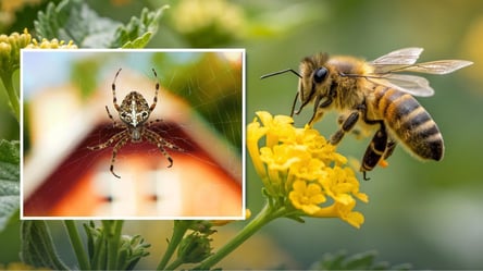 Комахи та павуки вимирають — чому це катастрофа для городників - 290x160