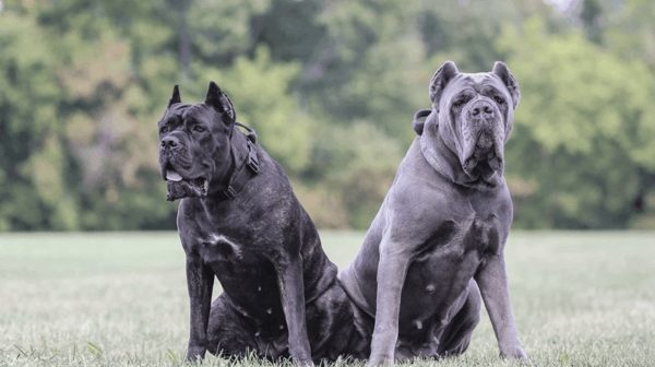 Кане-корсо: как ухаживать, описание породы🐕, характер, размер, фото