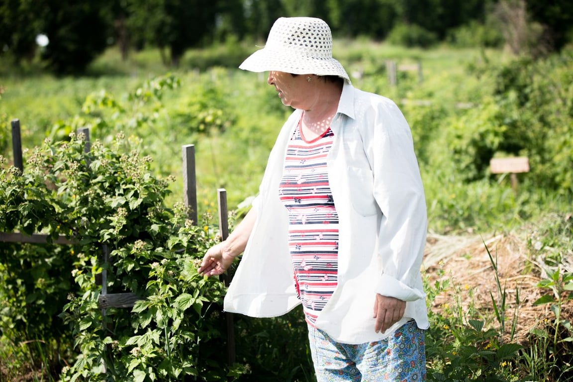 Коли обрізати кущ смородини