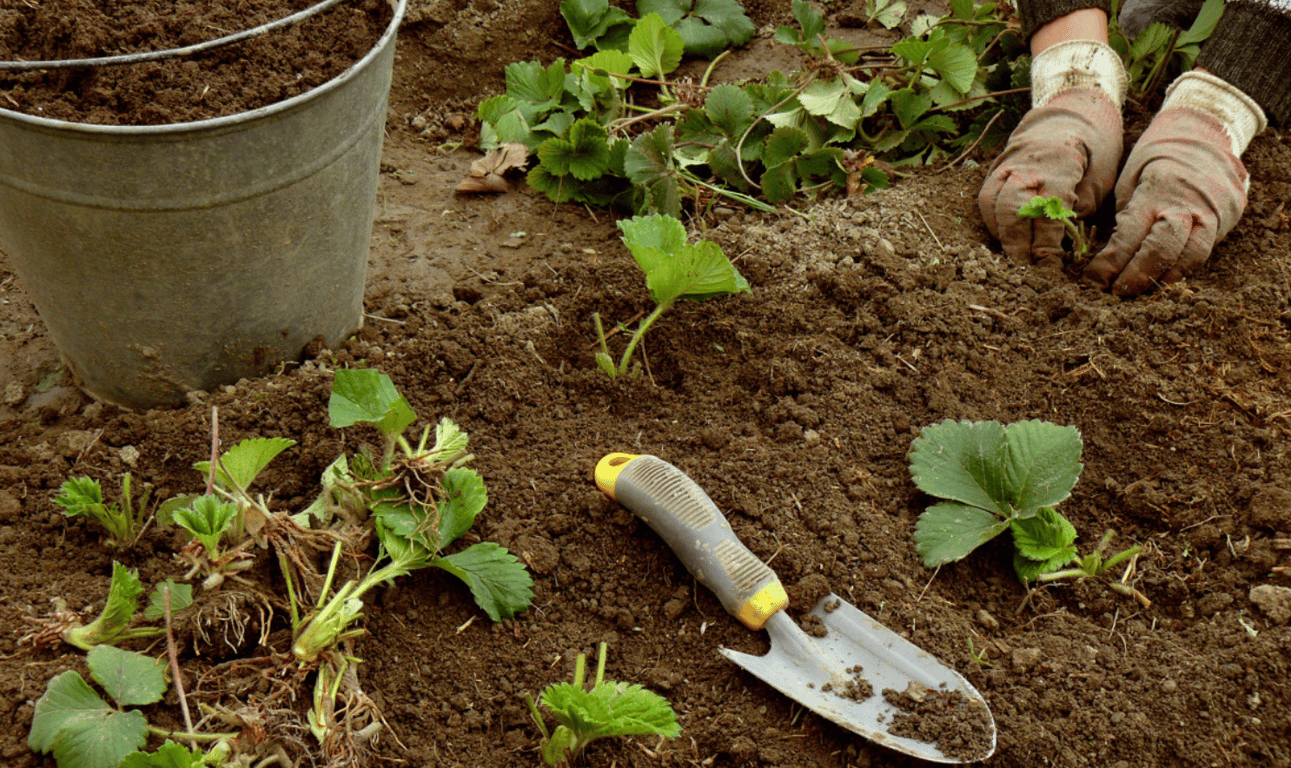 Кусты клубники