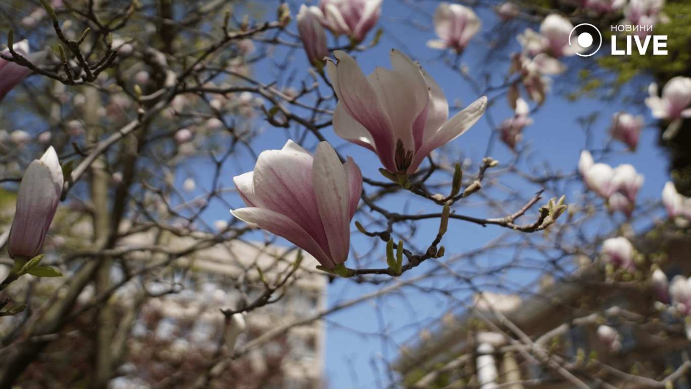 В Одесі зацвіла магнолія