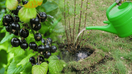 Смородина порадует сладкими ягодами — секретное осеннее удобрение - 285x160