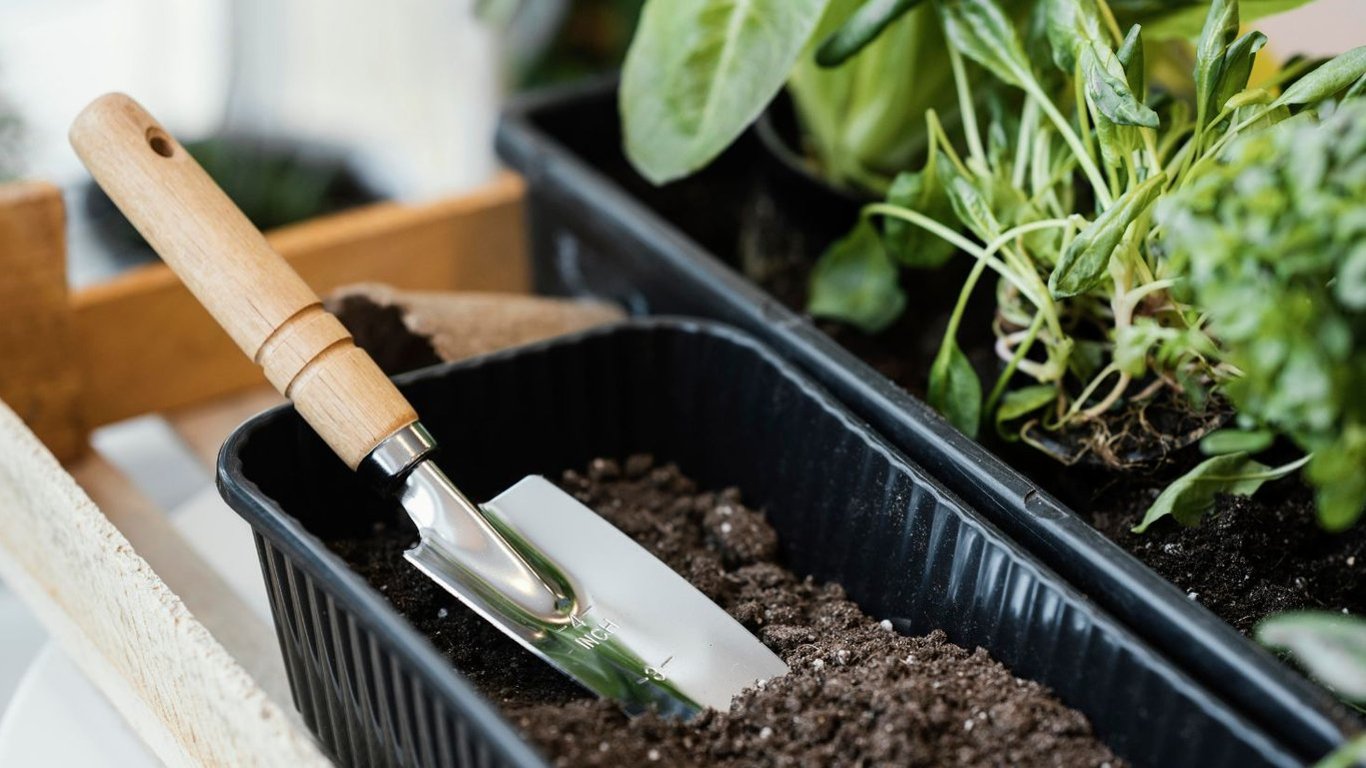 Советы, которые помогут вырасти растениям "щеткой"