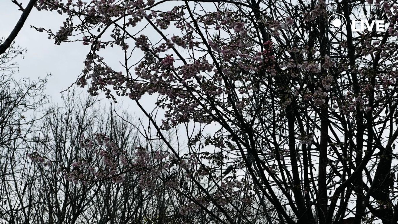 В Одесі взимку зацвіла сакура