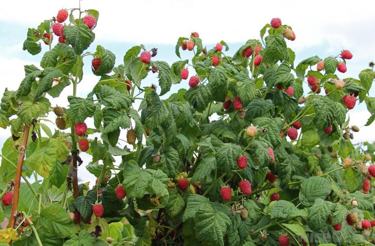 Большой куст малины на огороде