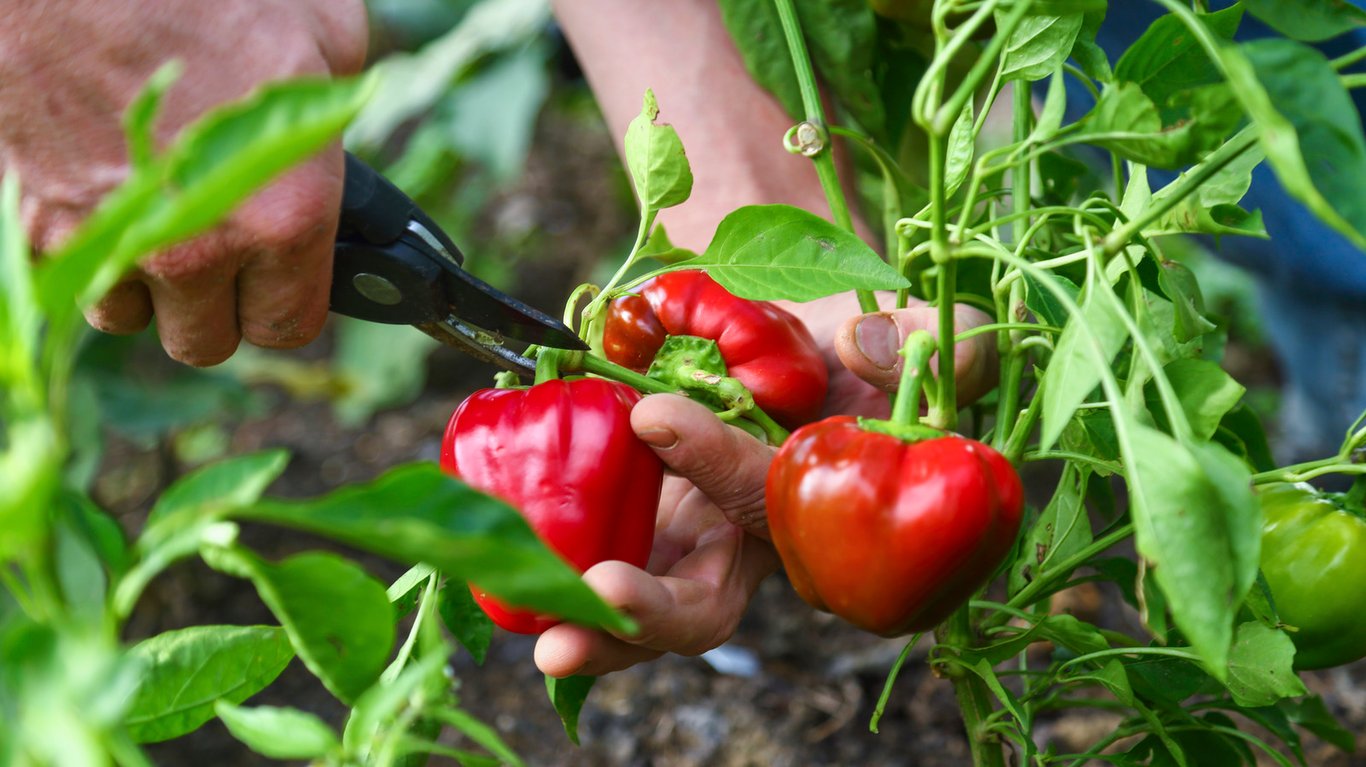 Як використовувати добриво з закваски — інструкція