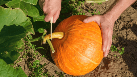 Цей час не можна пропустити — коли збирати врожай гарбузів - 285x160
