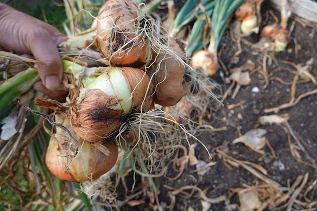 Урожай лука