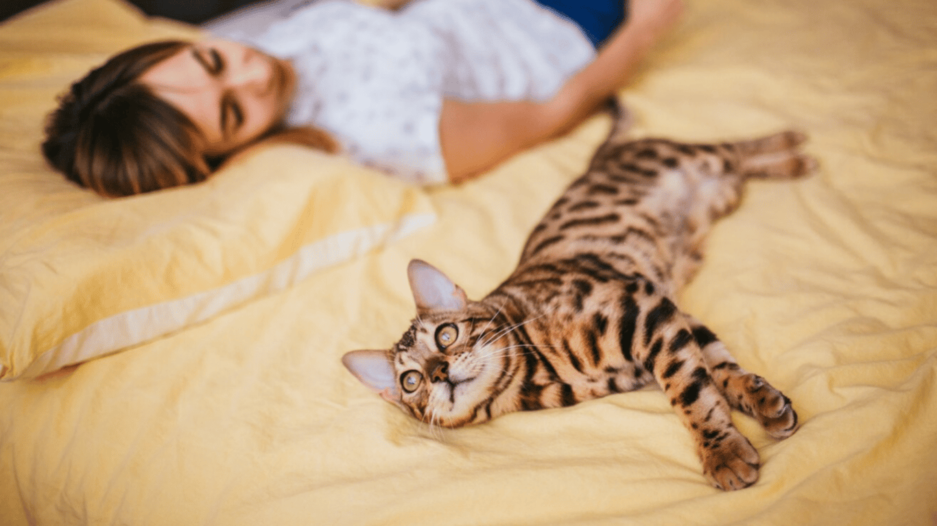 Почему кошка постоянно вас будит утром — что с этим делать