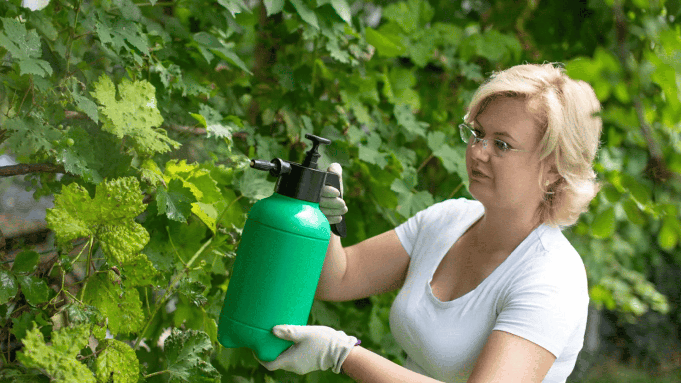 Как избавиться от войлочного клеща на винограде — народные и химические методы борьбы